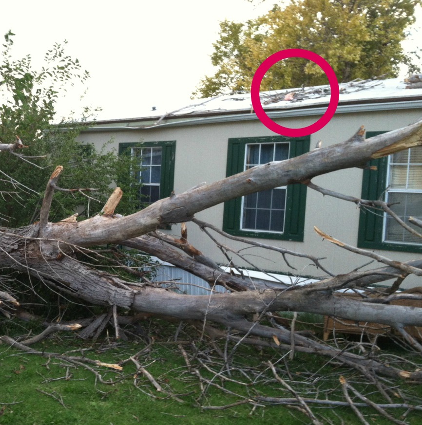 tree - roof